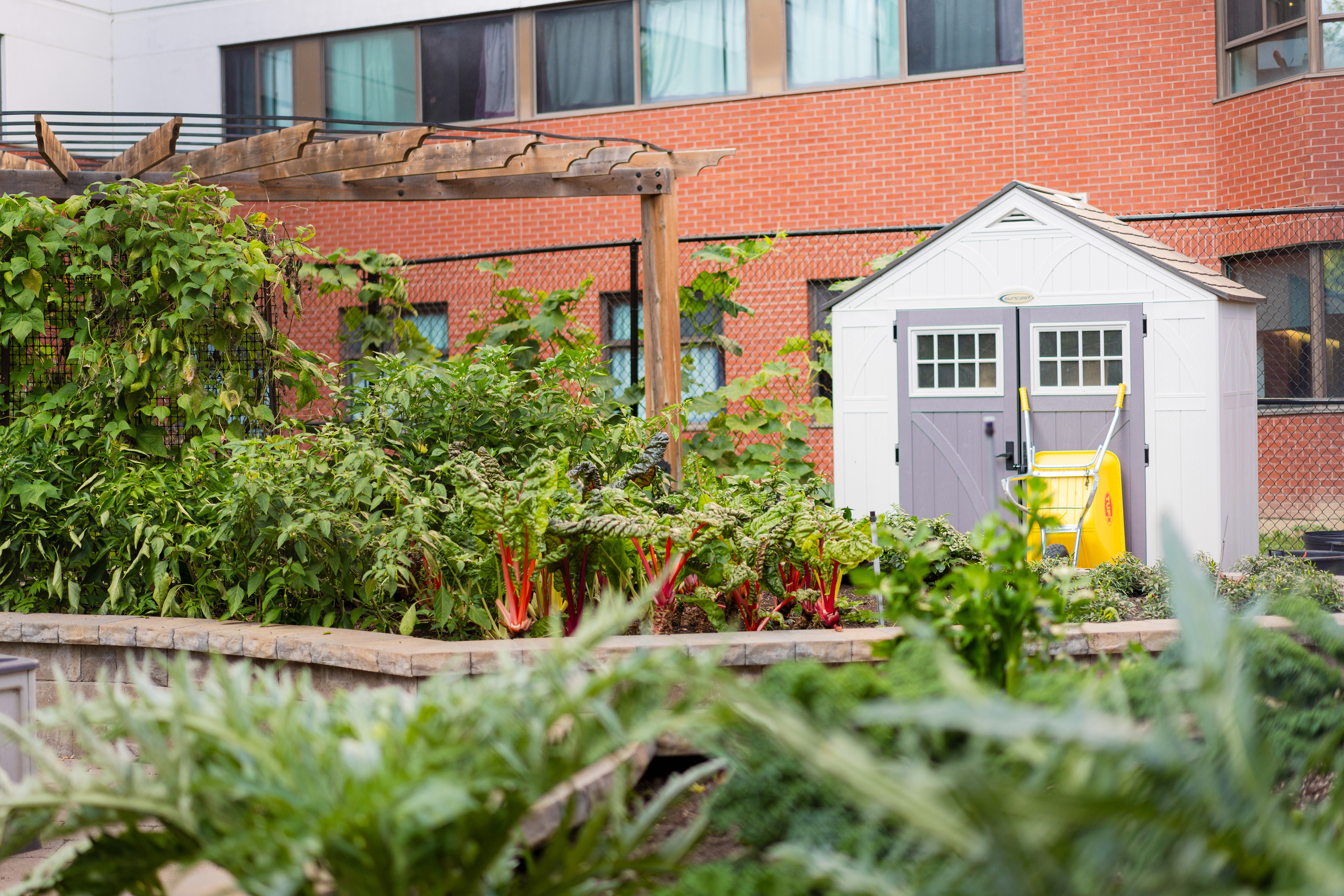 A vegetable garden