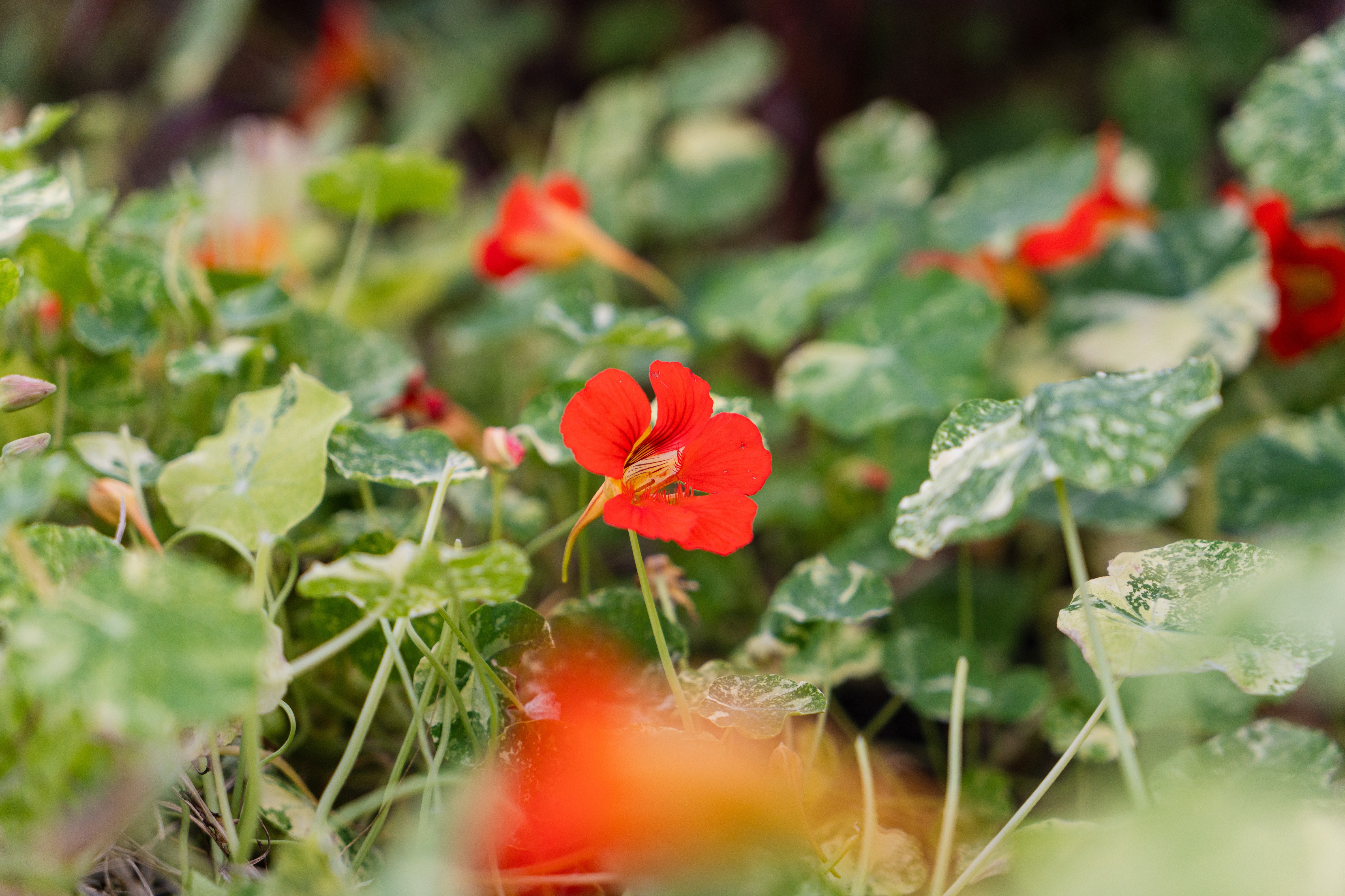 A close up photo of an edible flower