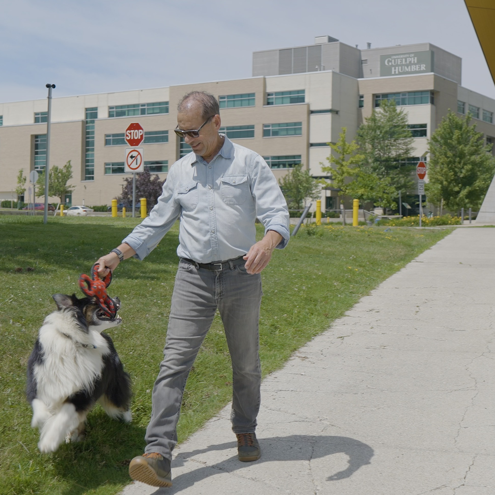 Dr. Paul Sherman walks in front of the University of Guelph-Humber holding a dog toy, with a dog jumping to grab it