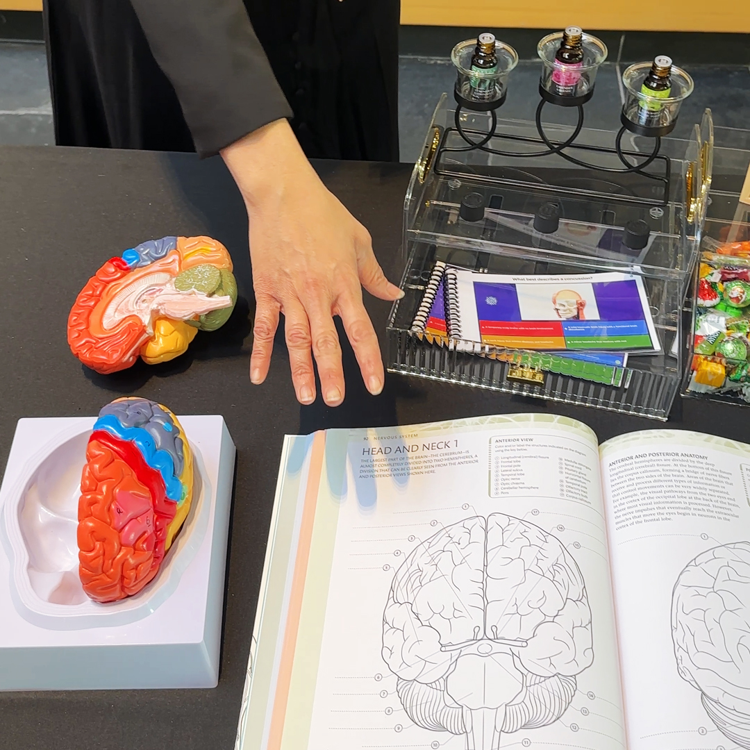 A colourful brain model and a diagram of a brain are on a table, with a student&#039;s hand pointing to the display