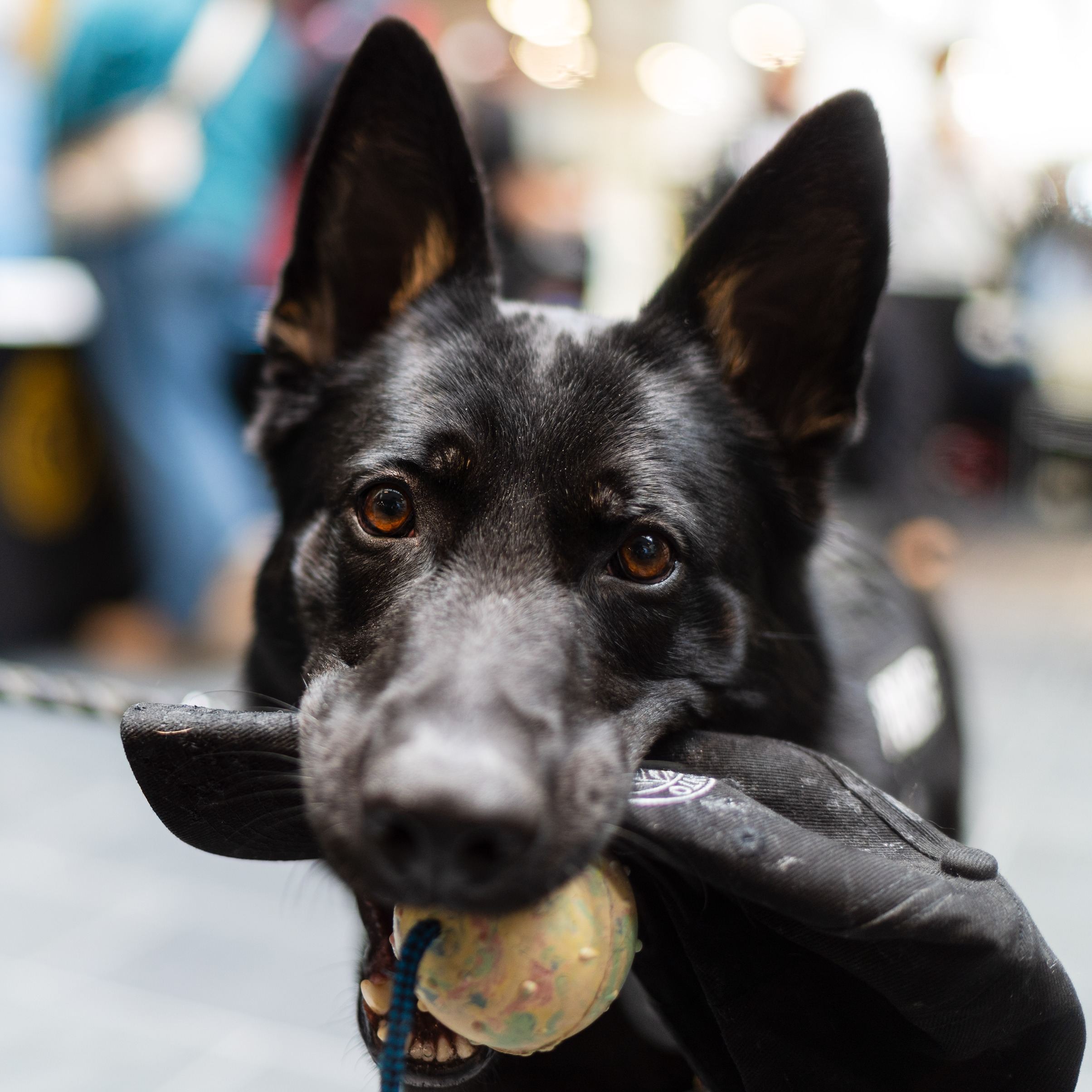 Warden the police dog holds a toy in his mouth