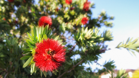 Flowers in New Zealand