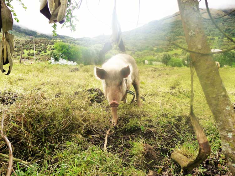 Pig in Ecuador.