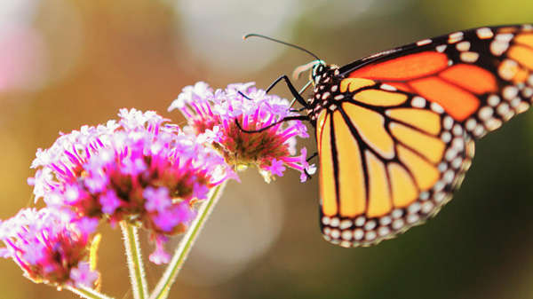 Butterfly and flower