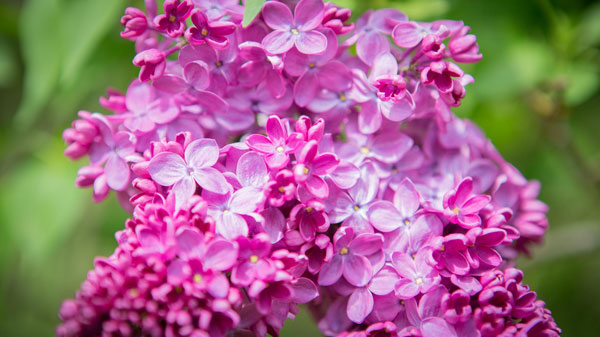 Pink flower