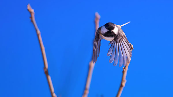 A bird perched in the trees