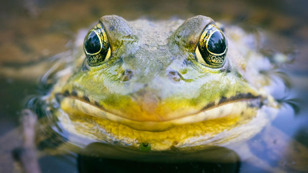 A close-up on a frog